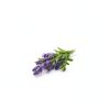 Dog Deodorizing Spray kin+kind Lavender 66030-4
