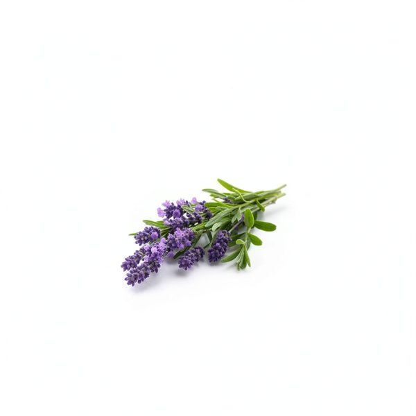 Dog Deodorizing Spray kin+kind Lavender 66030-4