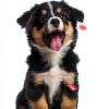 Noa Cove Luxury Dog Cologne for Pet Grooming-1