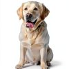 Noa Cove Luxury Dog Cologne for Pet Grooming-6