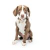 Pet Deodorizer Spray Skouts Honor Probiotic 2 Pack Coconut Fresh-3